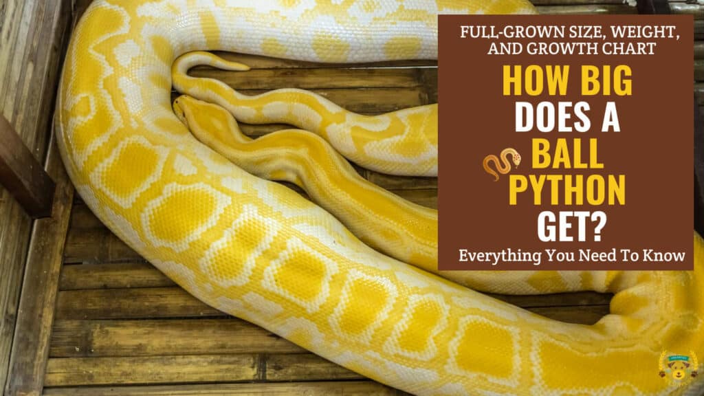 How Big Do Ball Pythons Get? Full-Grown Size, Weight, and Growth Chart
