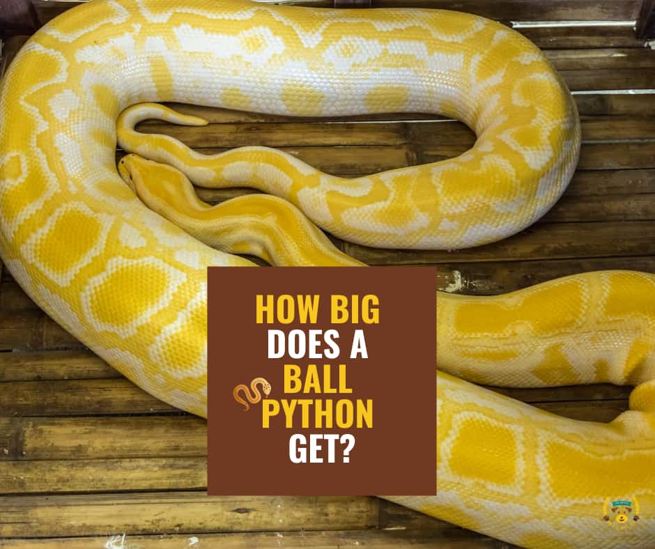 How Big Do Ball Pythons Get Size And Weight Guide - vrogue.co