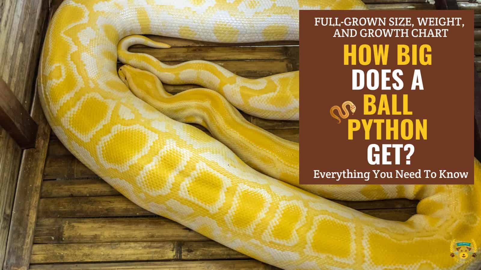 Burmese Python Full Grown