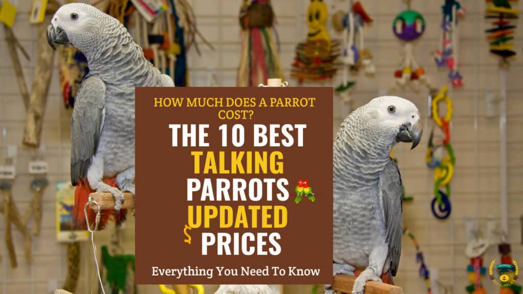 How Much Does a Parrot Cost? The 10 Best Talking Parrots Updated Prices