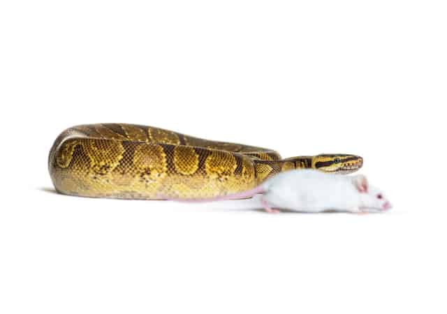 Python and mouse on white surface and background