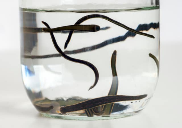 Worms in a jar with water