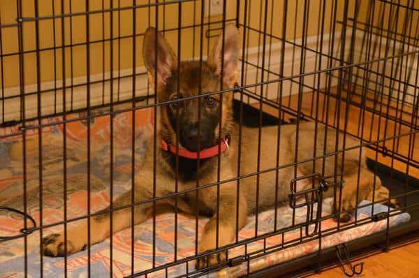 Crate training importance