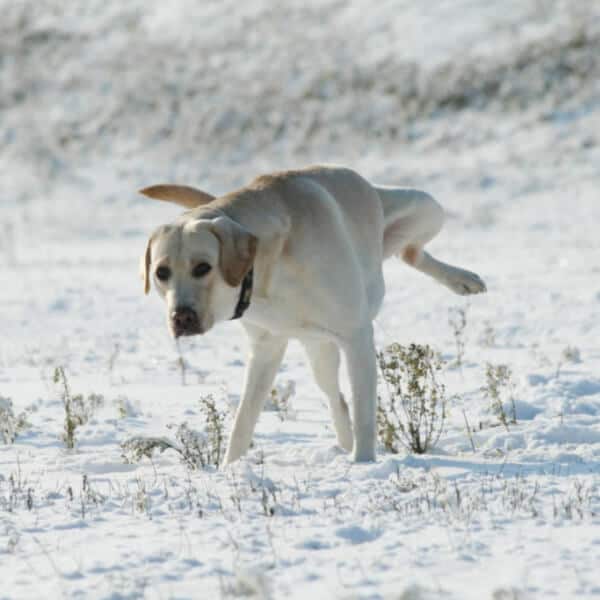 Dog pee spot