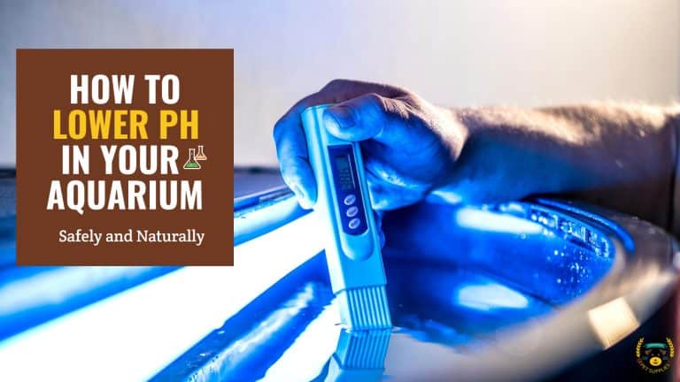 How to Lower PH in Aquarium