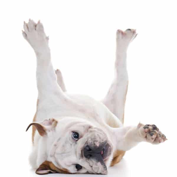 Puppy body language