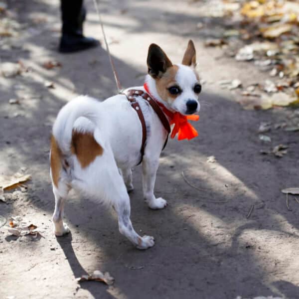 Puppy walking