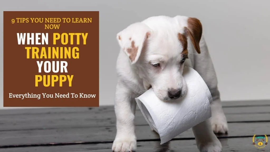 9 Tips You Need To Learn Now When Potty Training Your Puppy