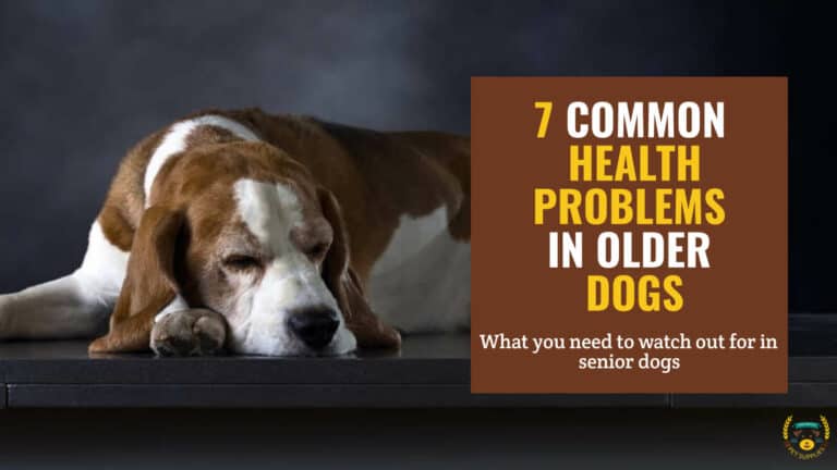 7 Common Health Problems in Older Dogs