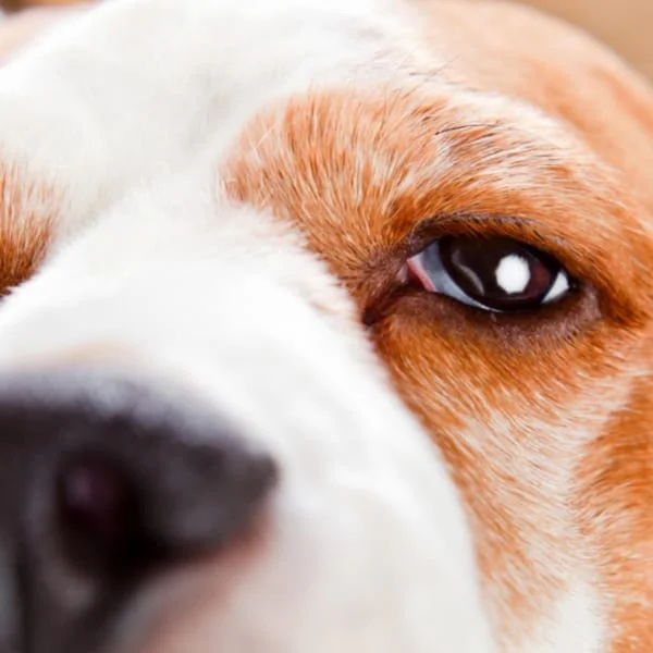 Hearing and vision impairment