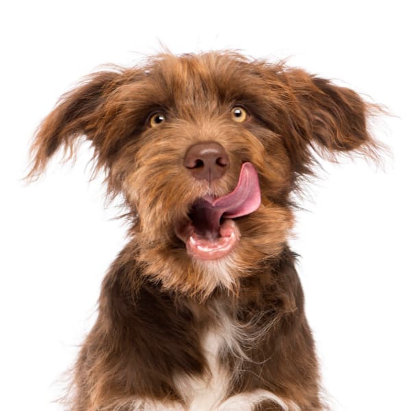Dog dementia