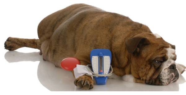 Dog heart disease