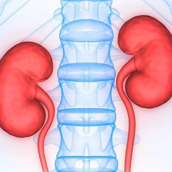 Dog Kidney Disease