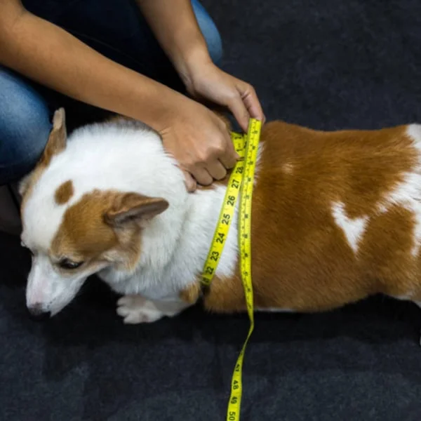 Dog obesity