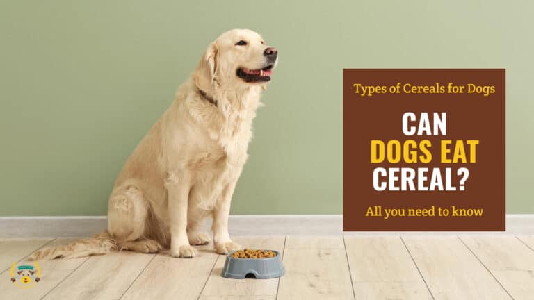 Image of a Golden Retriever dog with a dog bowl filled with dog food on wood floors and a green wall. Brown textbox on the right contains the text 