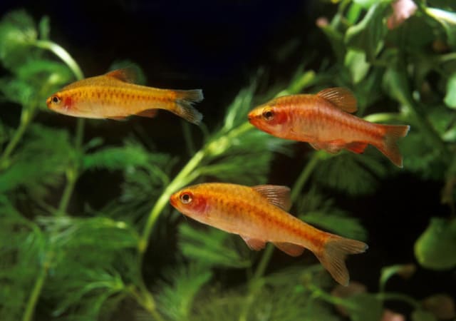 Image of three cherry barb fish in an aquarium with plants in the background