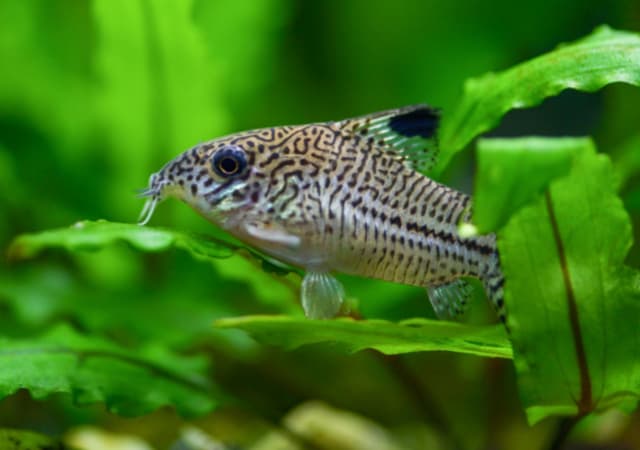 Image of a Corydoras or Cory Catfish swimming between the leaves of plants