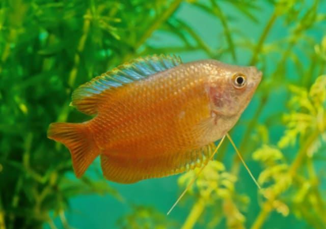 Image of a dwarf gourami in a fish tank with plants in the background