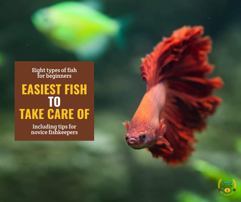 The 8 LowMaintenance and Easiest Pet Fish to Start With