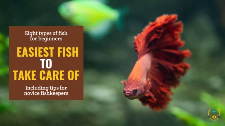 Image of a betta fish in an aquarium with plants in the background. Brown textbox on the left says 