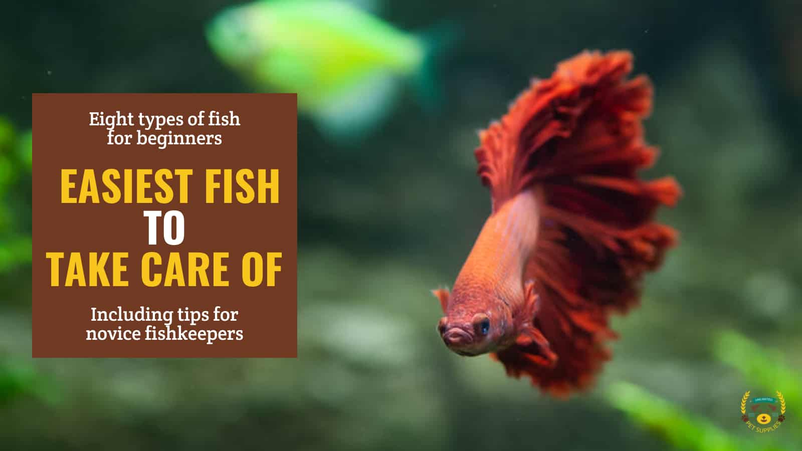 11 Easiest Fish to Take Care Of For Beginners