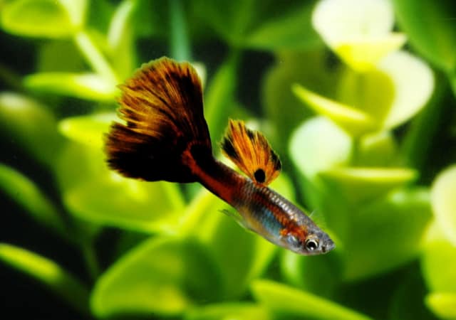 Image of a multi-colored guppy fish with plants in the background.