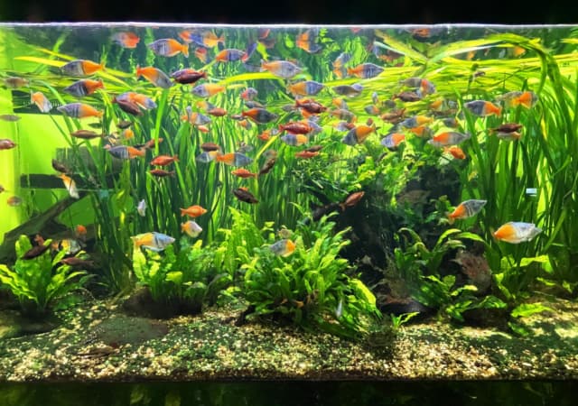 An large aquarium filled with fish, decorative plants, pebbles, sand, and rocks.