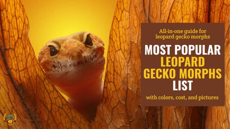 A leopard gecko sticking out his head between orange leaves with a brown textbox to its left that contains the words 