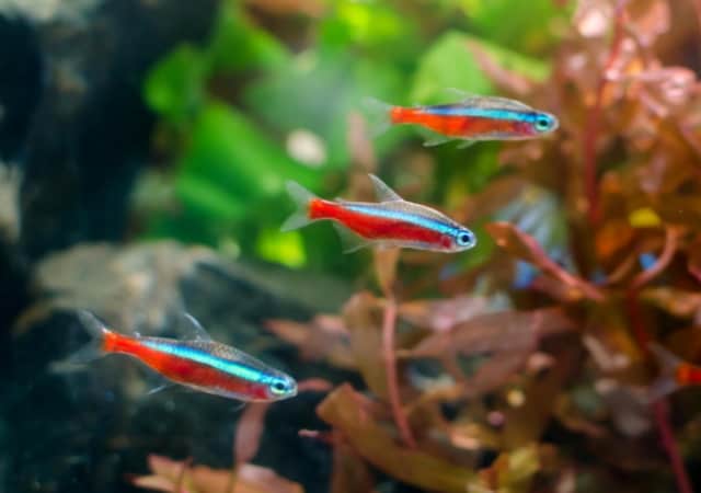 Image of three neon tetra fishes in an aquarium with various plants in the background