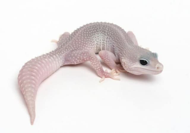 Image of an albino leopard gecko morph on white background