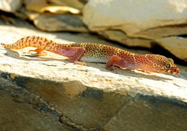 Image of an albino leopard gecko morph on a rock in the outdoors