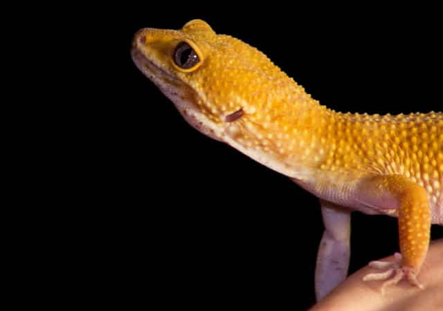 Image of a baldy leopard gecko on black background