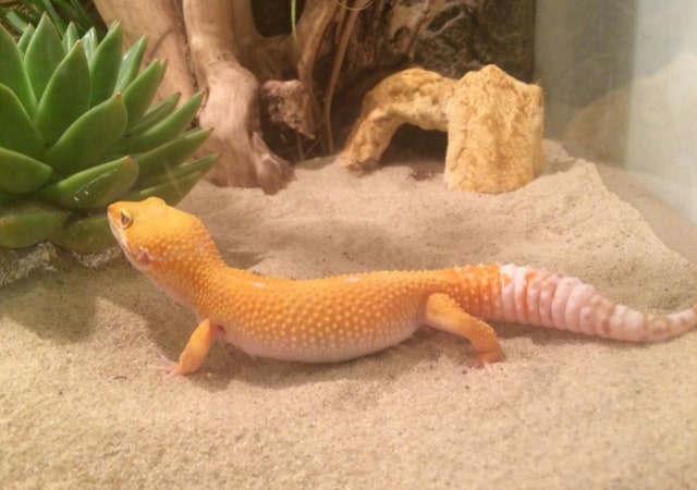 Image of a banana blizzard leopard gecko morph inside an enclosure with sand, decorative plants and stones