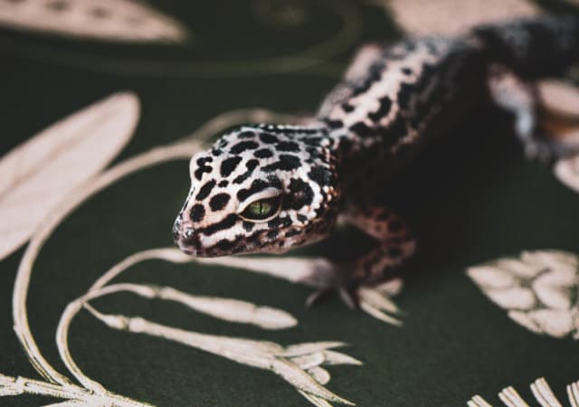 Image of a bandit leopard gecko morph on a green patterned cloth