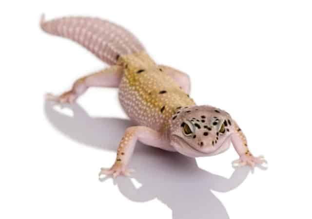 Image of a bell albino leopard gecko morph on white background