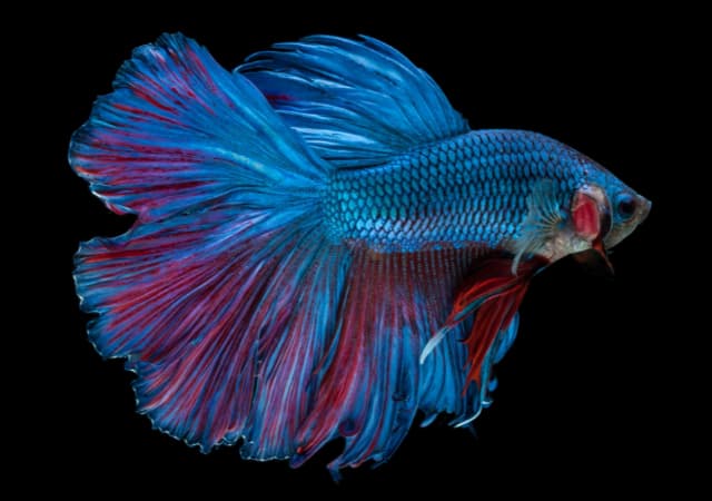 Image of a betta fish in an isolation tank on black background