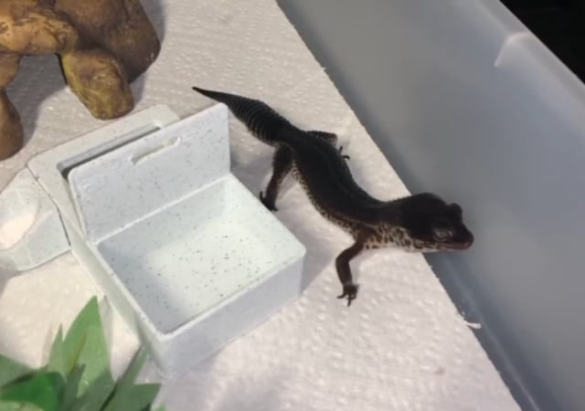 Image of a black night leopard gecko morph in an enclosure with tissue paper, and decorative rocks, plants, and other items