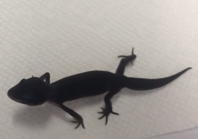 Image of a black pearl leopard gecko on tissue paper