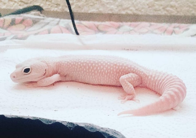 Image of a blazing blizzard leopard gecko morph on white cloth