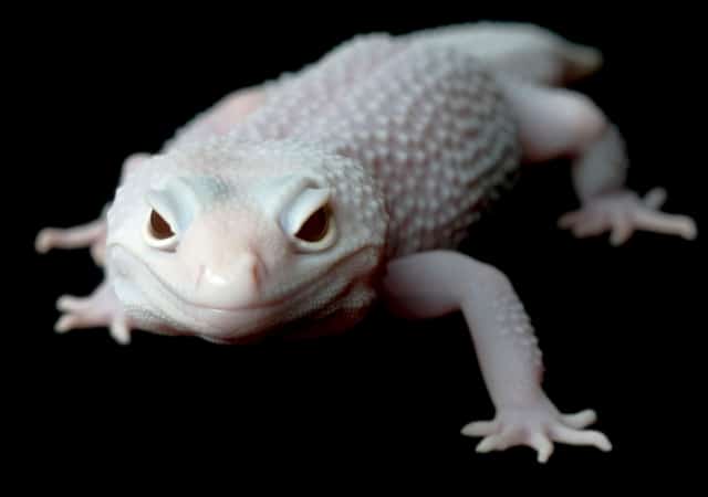 Image of a blizzard leopard gecko with black background