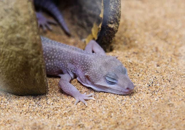 Image of a blizzard leopard gecko on sand