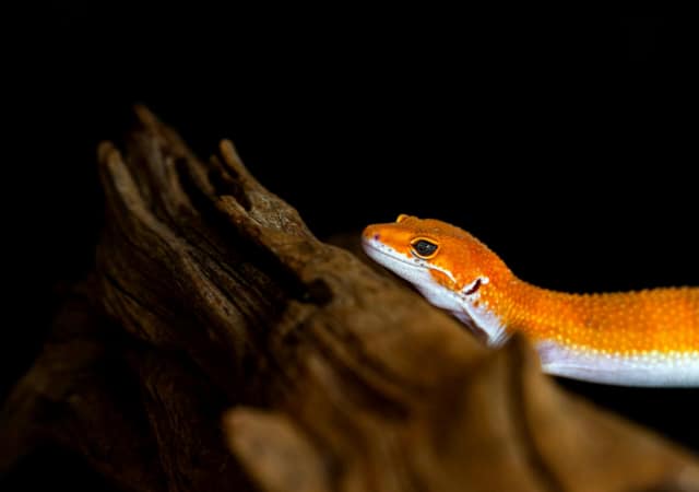 Image of a blood leopard gecko with a tree branch on black background