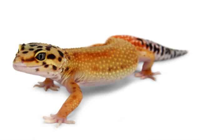 Image of a carrot head leopard gecko on white background