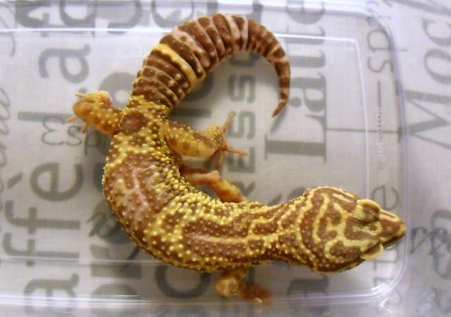 Image of a chocolate albino leopard gecko morph inside a transparent container on a table top with writings