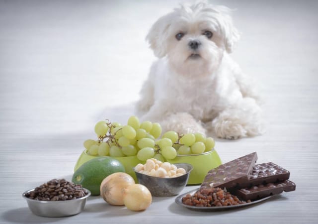 Image of grapes, chocolates, nuts, and other food items dogs are allergic to with a white dog in the background