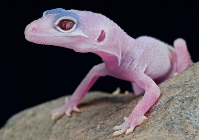 Image of a diablo blanco leopard gecko morph on a rock with black background