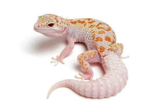 Image of a dreamsicle leopard gecko morph on white background