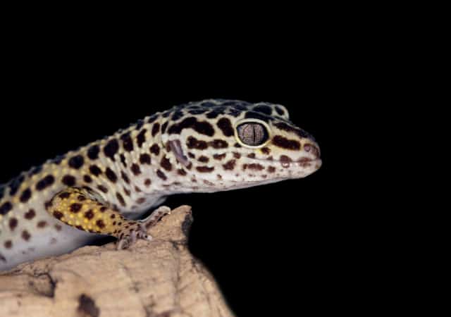 Image of a fancy leopard gecko morph on a rock with black background