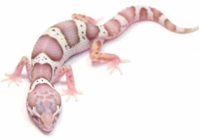 Image of a gem snow leopard gecko morph on white background