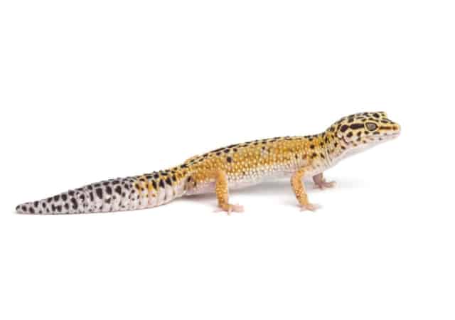 Image of a giant leopard gecko morph on white background